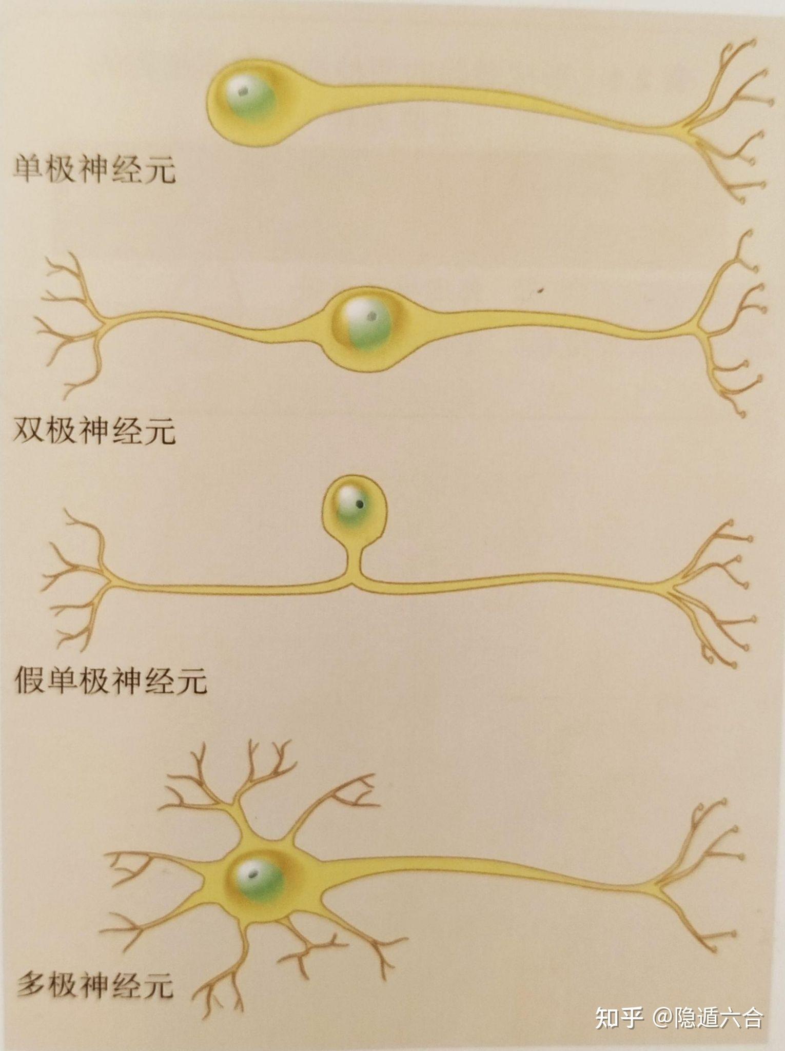 神经节简图图片