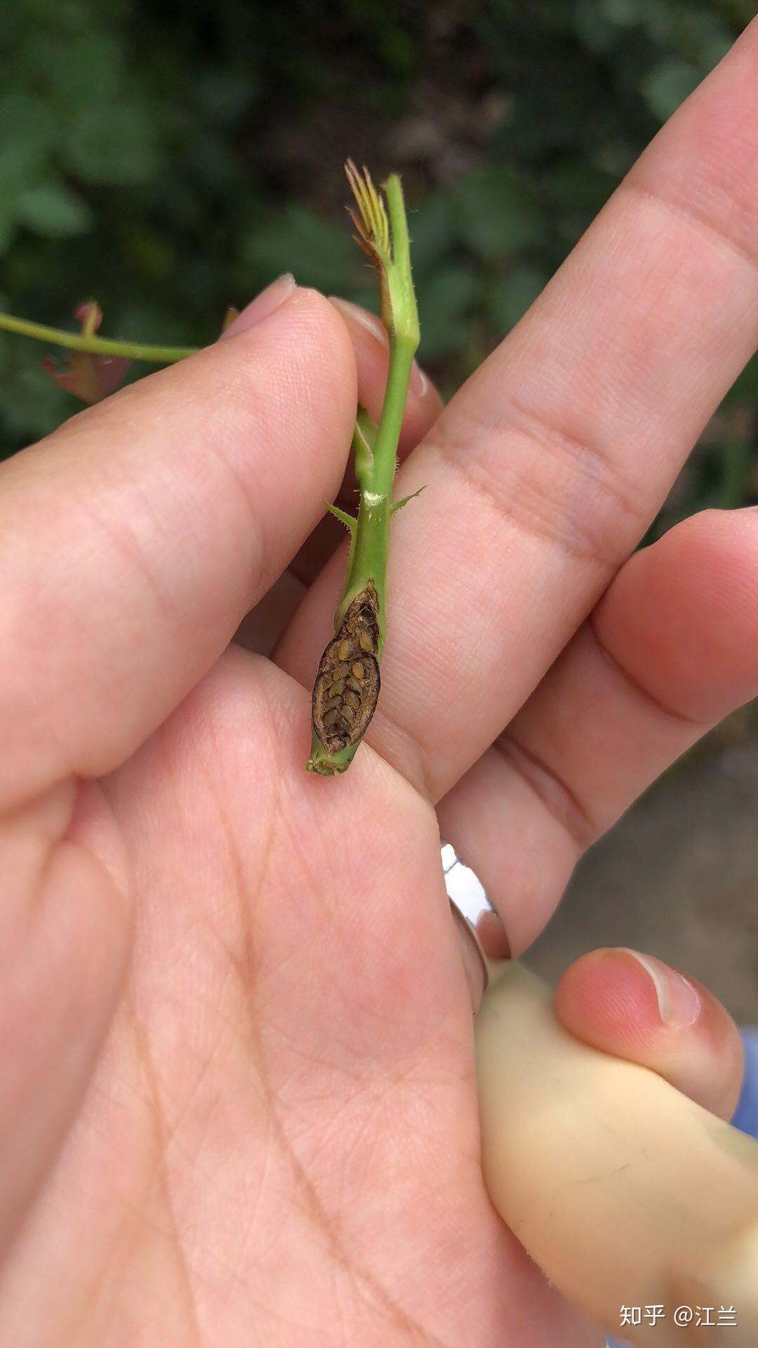 月季叶子被一排排小青虫啃了怎么办