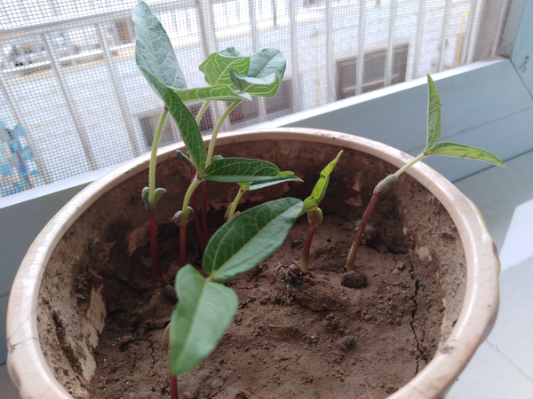 一篇断断续续普普通通的种红豆记录