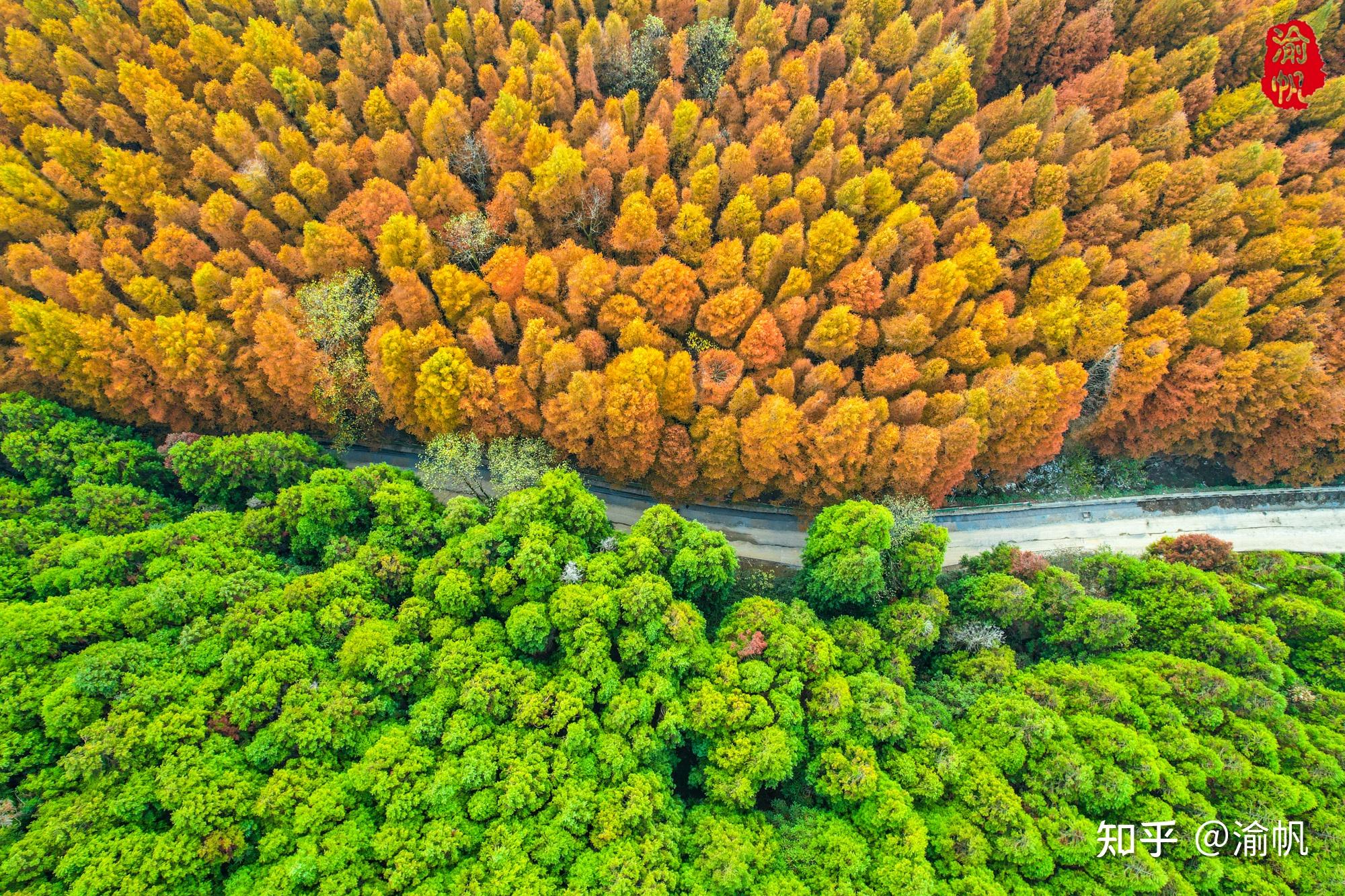 南川山王坪,欣赏真正的平分秋色,堪称重庆最美的秋景