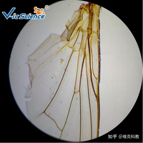 永久玻片标本-装片法的制作 - 知乎