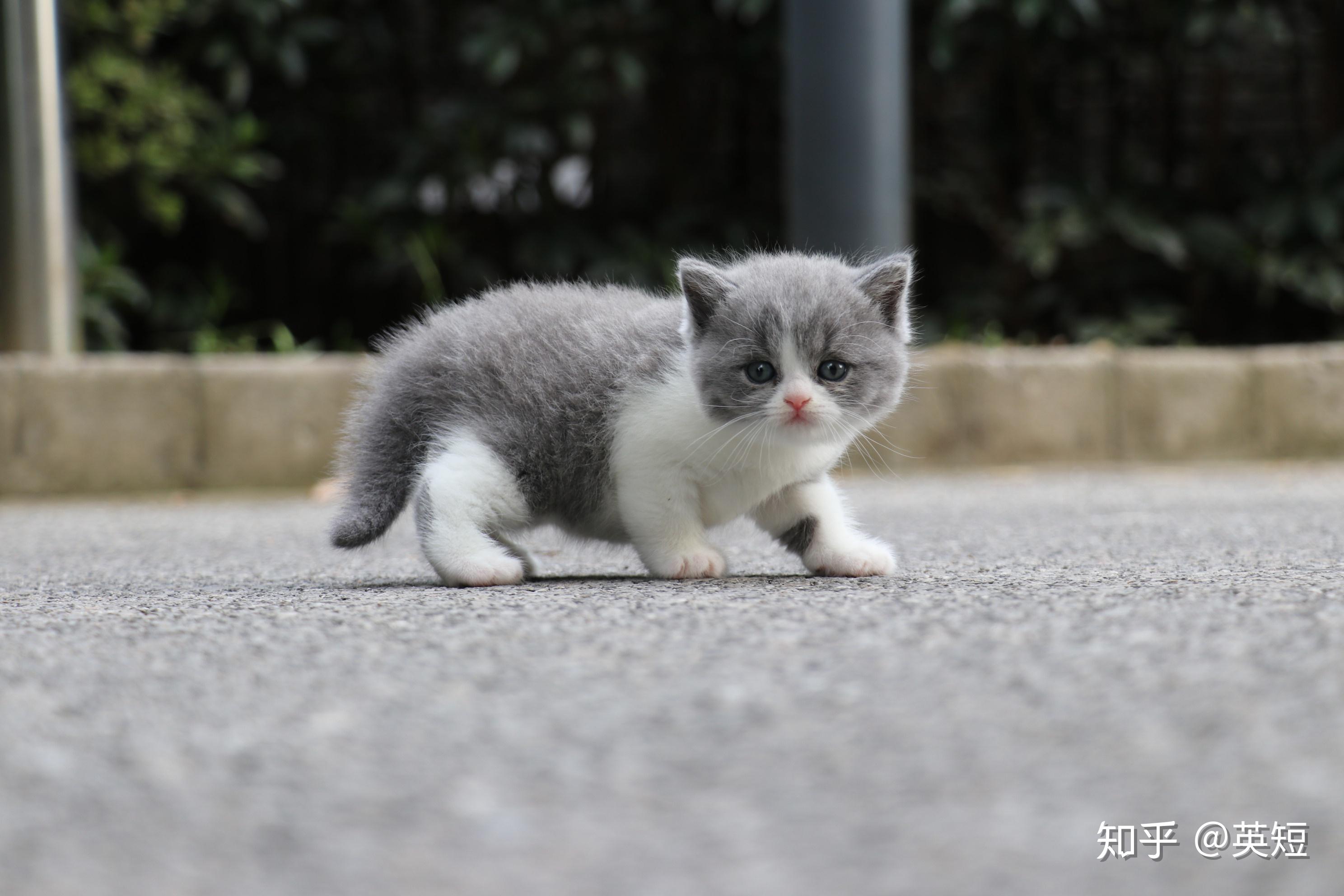 一个月大英国短毛猫蓝白色高清照片