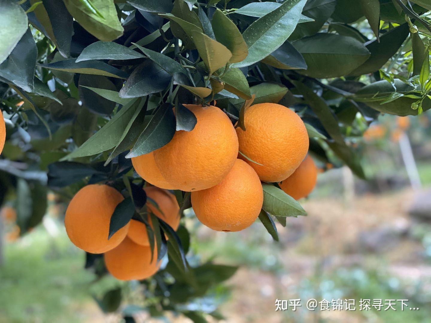 秭归伦晚 橙中之皇 - 知乎