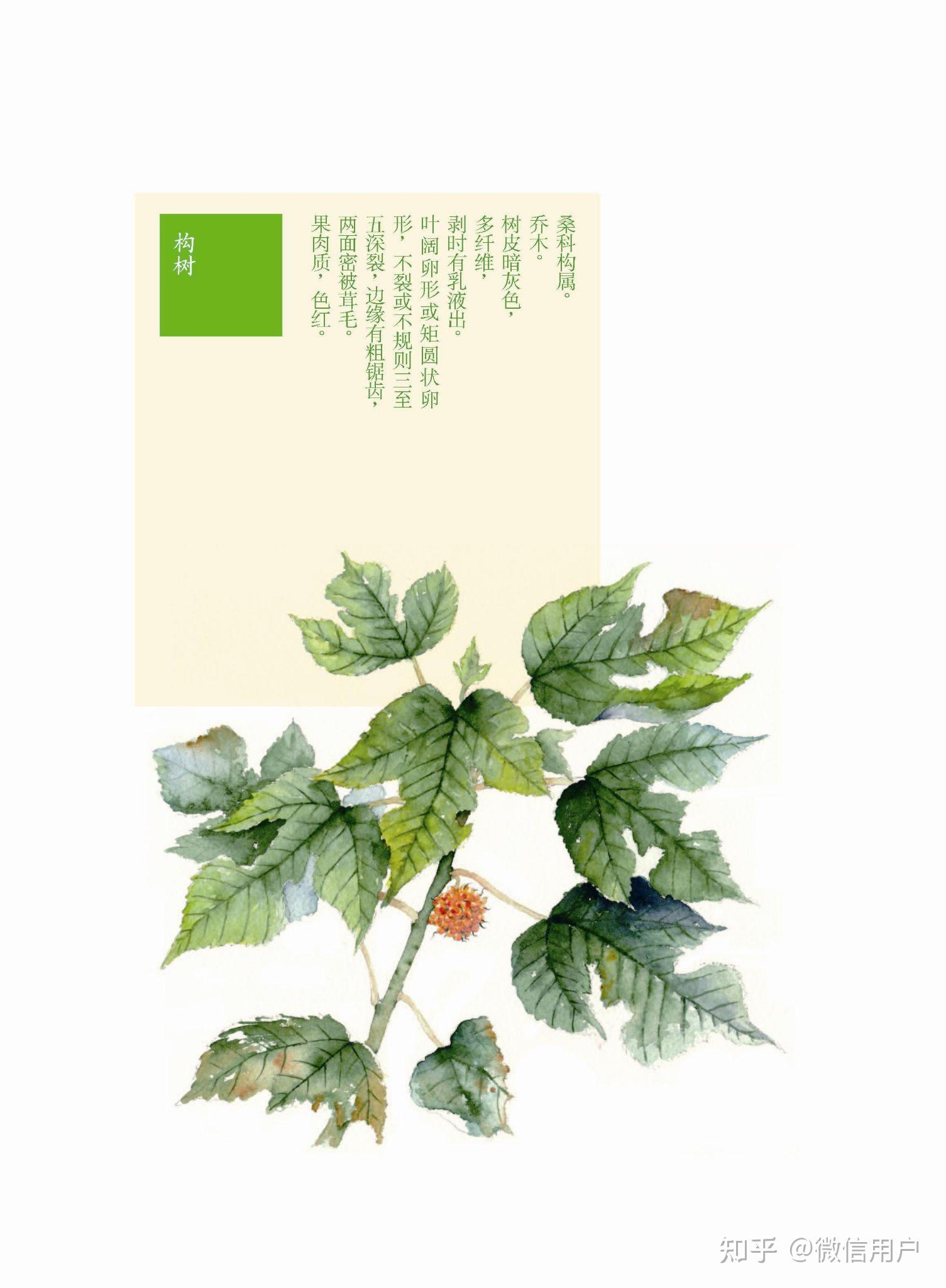 上古神植图鉴(九)迷榖树