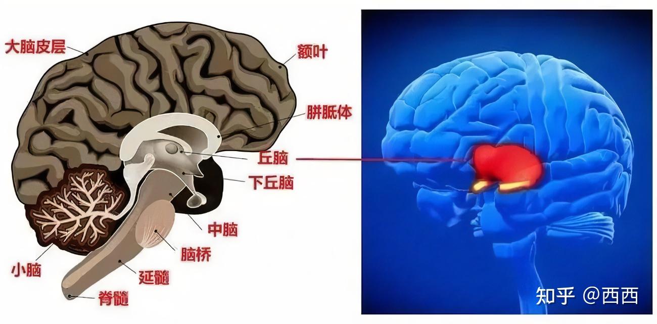 神经系统与大脑的基本结构 - 知乎