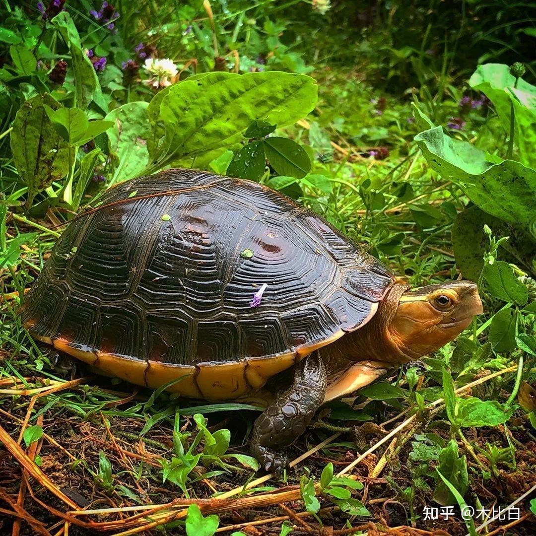 有哪些好看的乌龟照片