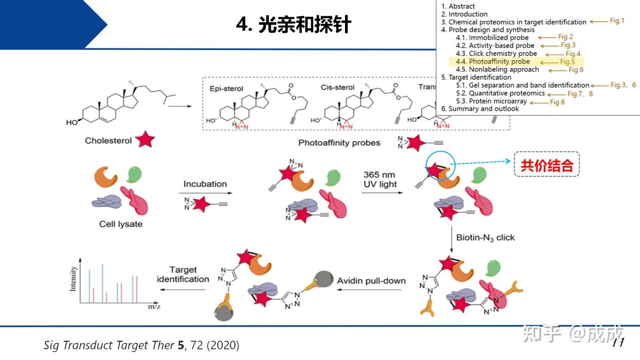 文献解读| 用化学蛋白质组学方法鉴定天然药物的靶标:探针合成、钓靶和蛋白质鉴定 - 知乎