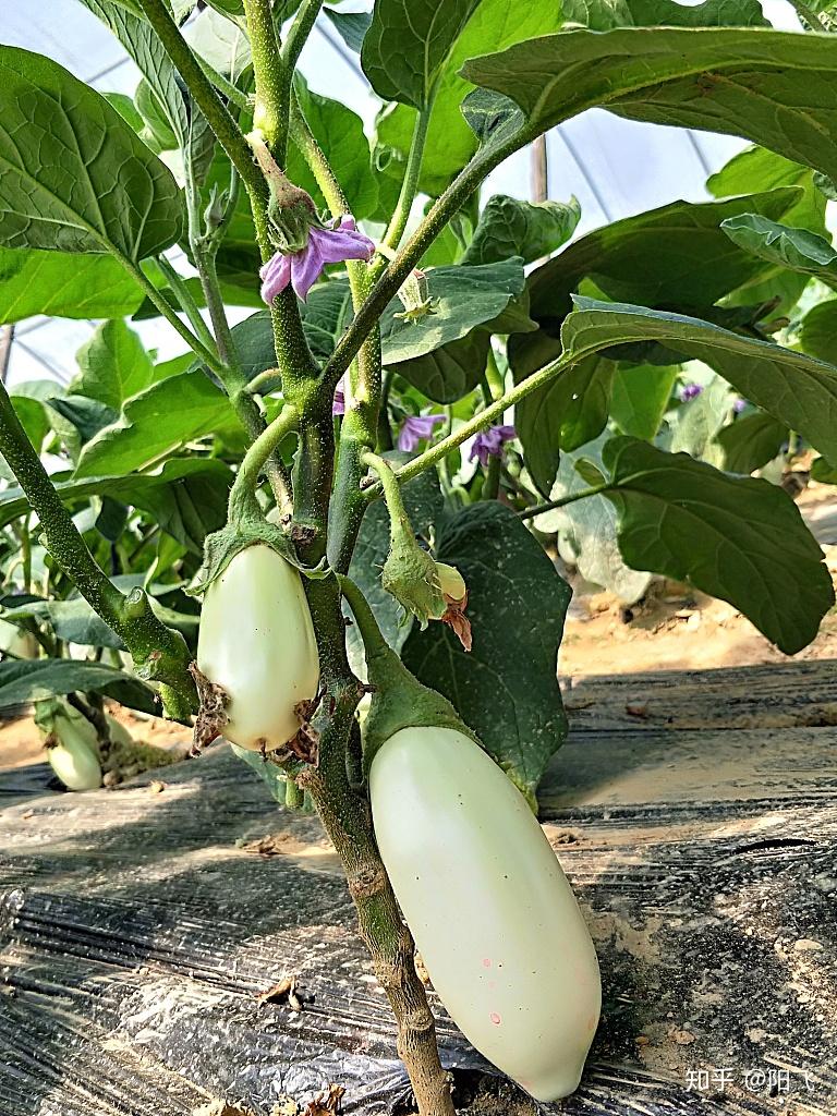 现在种植茄子如何才能使茄子又大又多注意两点就够