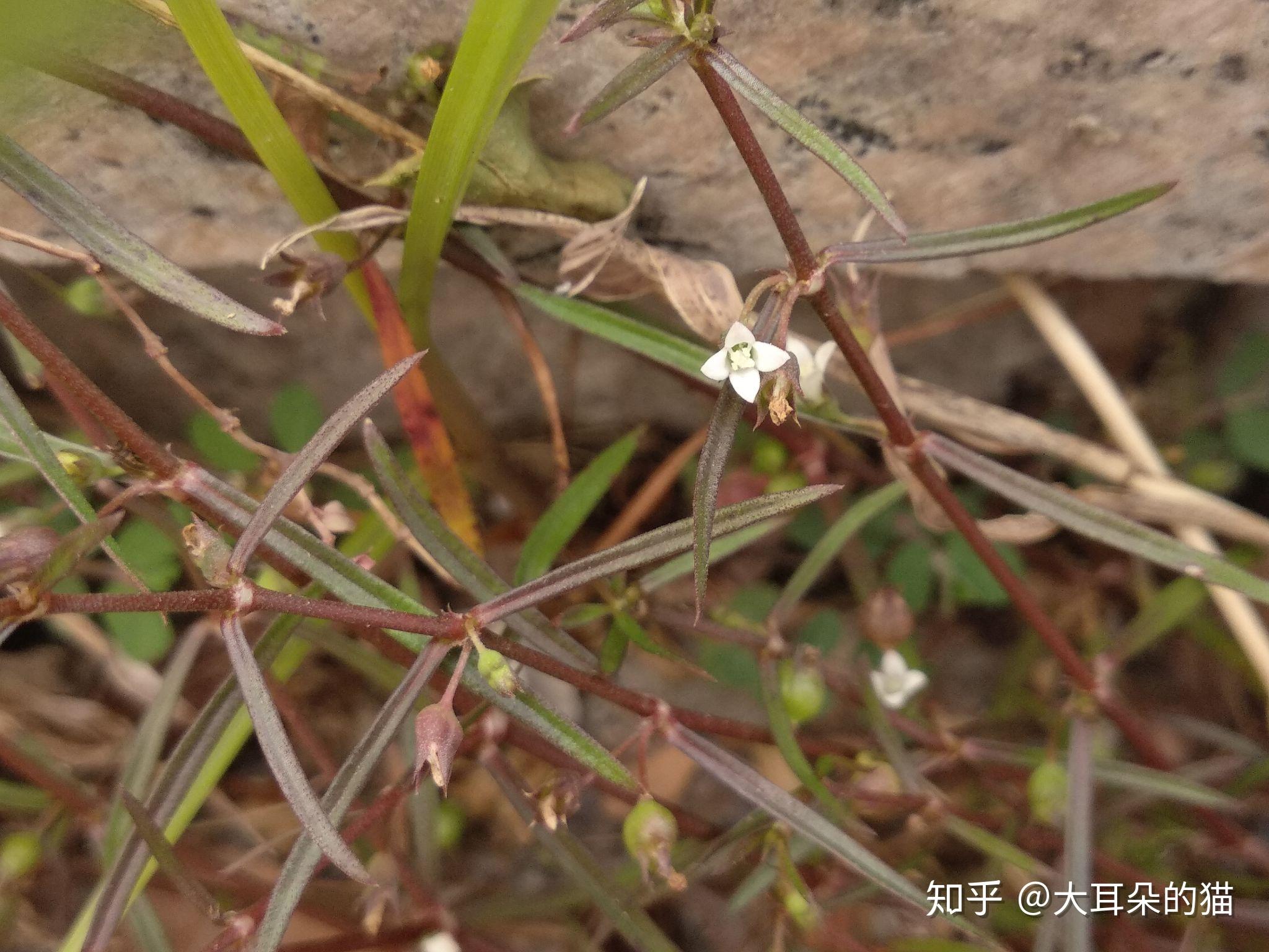 耳草屬是白花蛇舌草