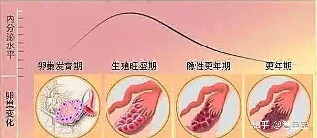 白带的形成过程图解图片