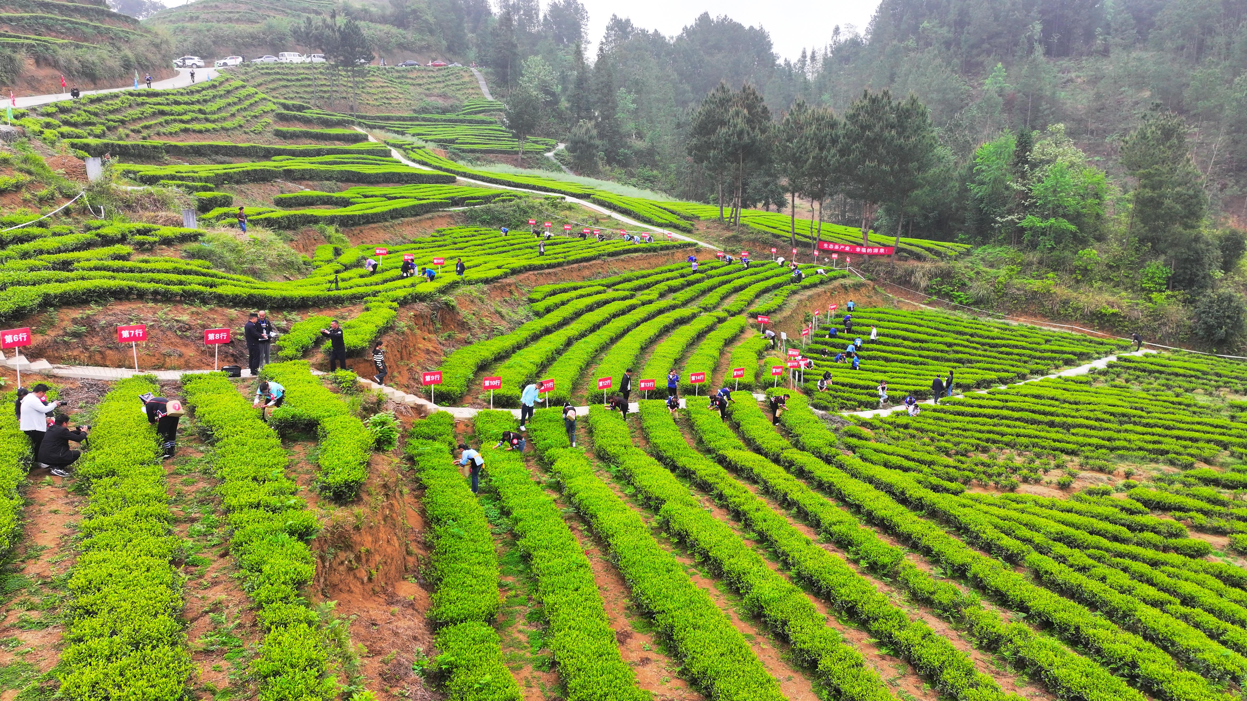 紫云县坝羊镇举办首届采茶节促进茶旅融合发展