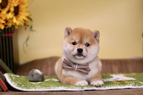 Doge 知乎