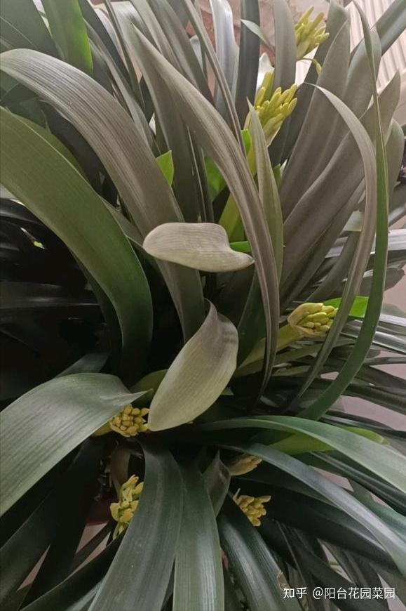 5种长寿花,天生“富贵命”,养它几十年,就是“传世宝”(名贵长寿花)