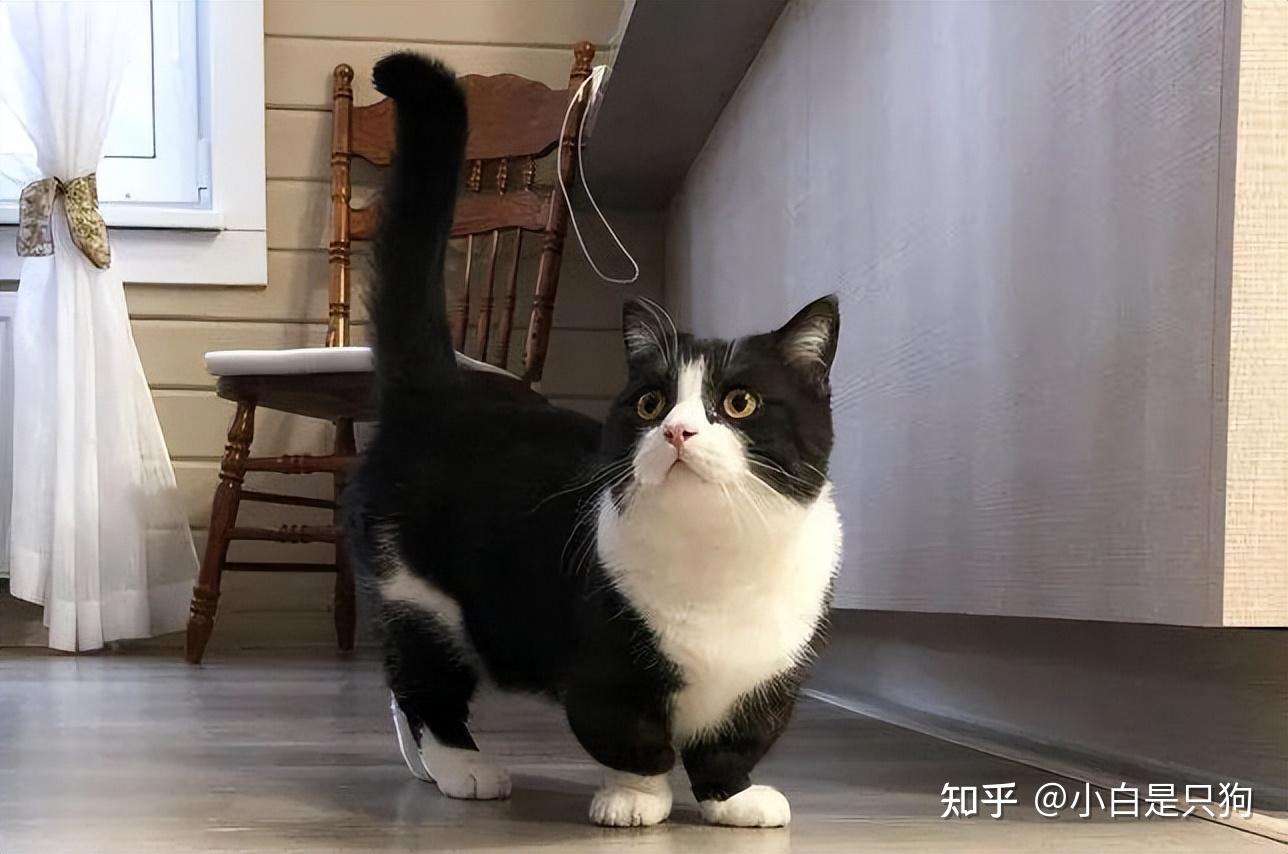 12-15年原因一:容易患脊柱疾病短腿猫虽然是自然变异的品种,但也带有