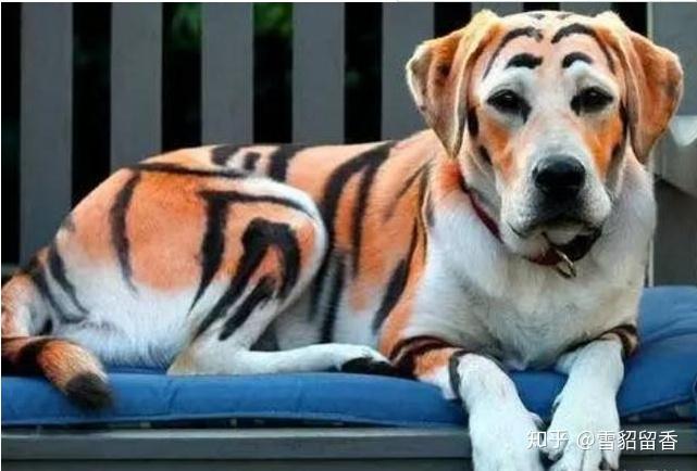 如何看待宠物咖啡馆将宠物犬染色成熊猫狗的业务,你认为宠物美容的