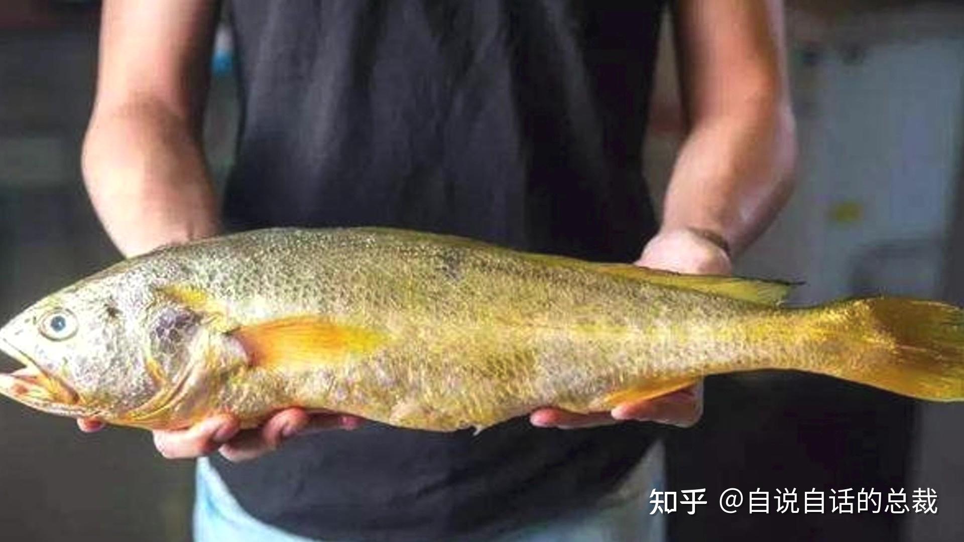 大黄鱼为什么快要绝迹了? - 知乎