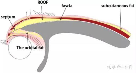 什么是roof脂肪层