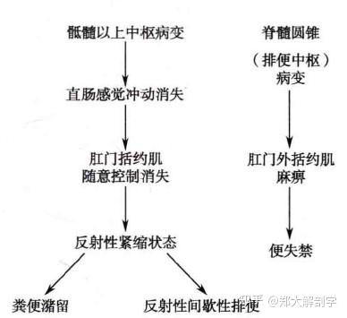 消化系统的神经支配—消化系统各部分的神经支配 - 知乎