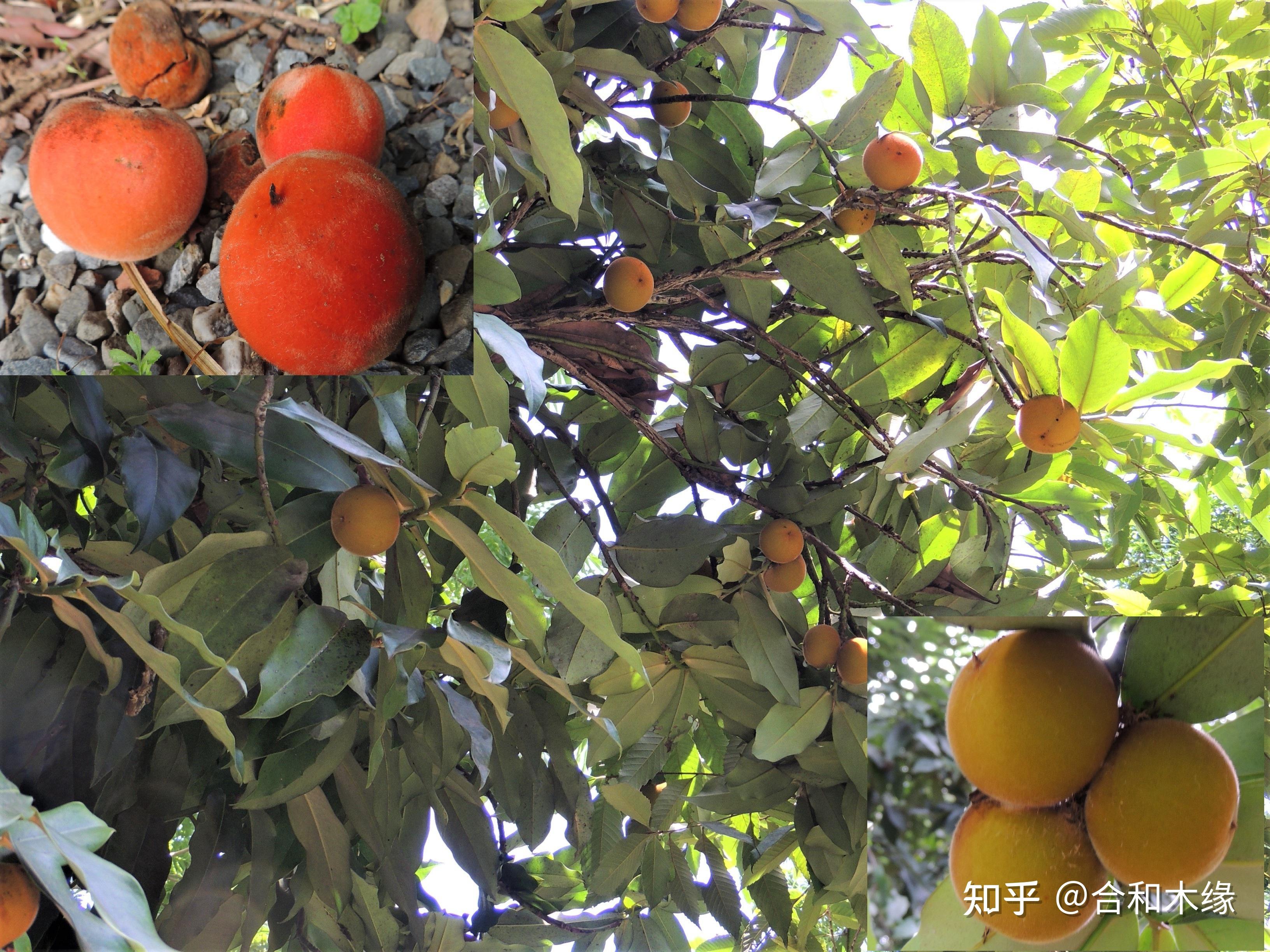 认识国标红木97菲律宾乌木异色柿毛柿