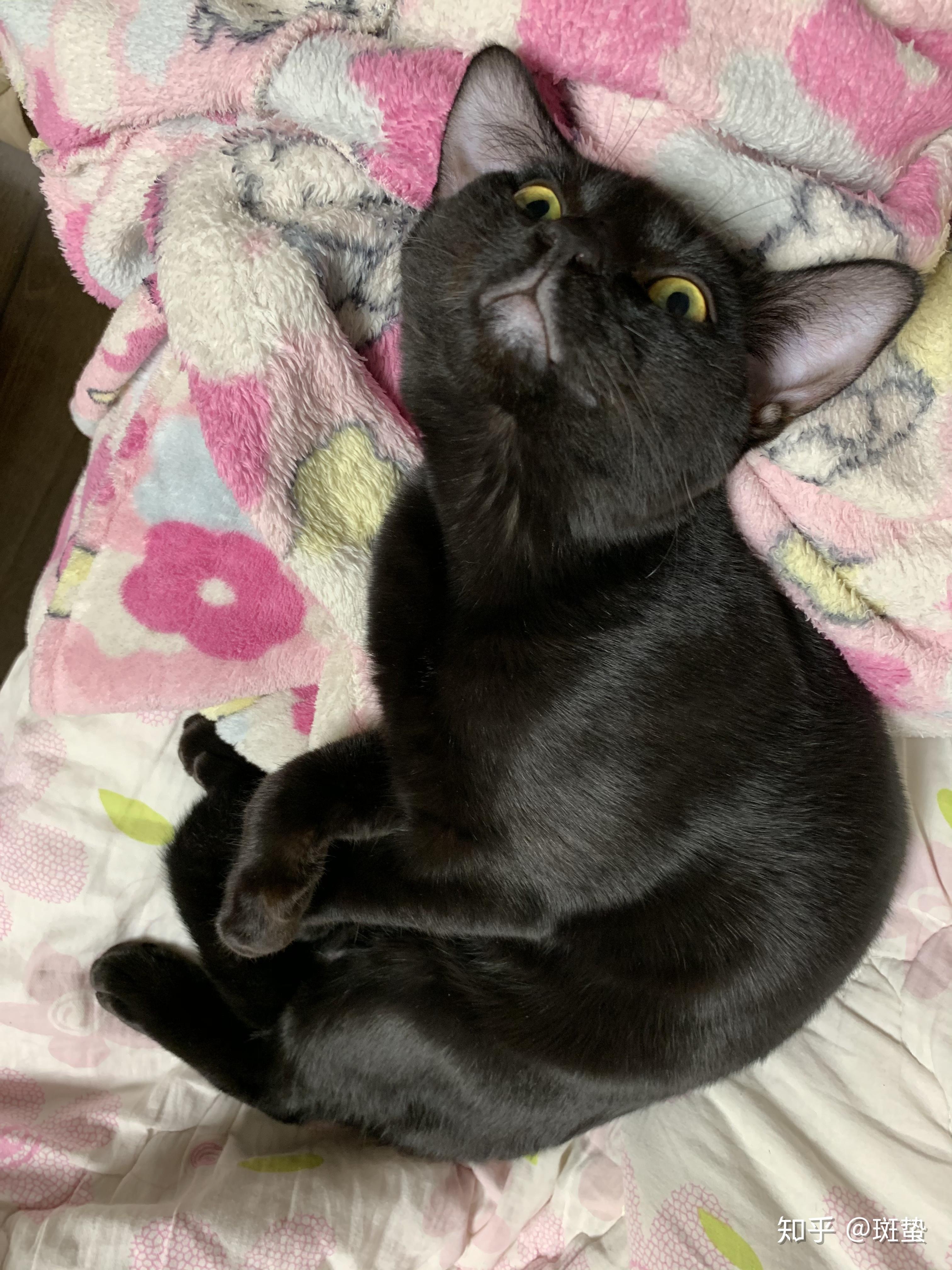 有个人说是暹罗猫和蓝猫串的,想问是吗?