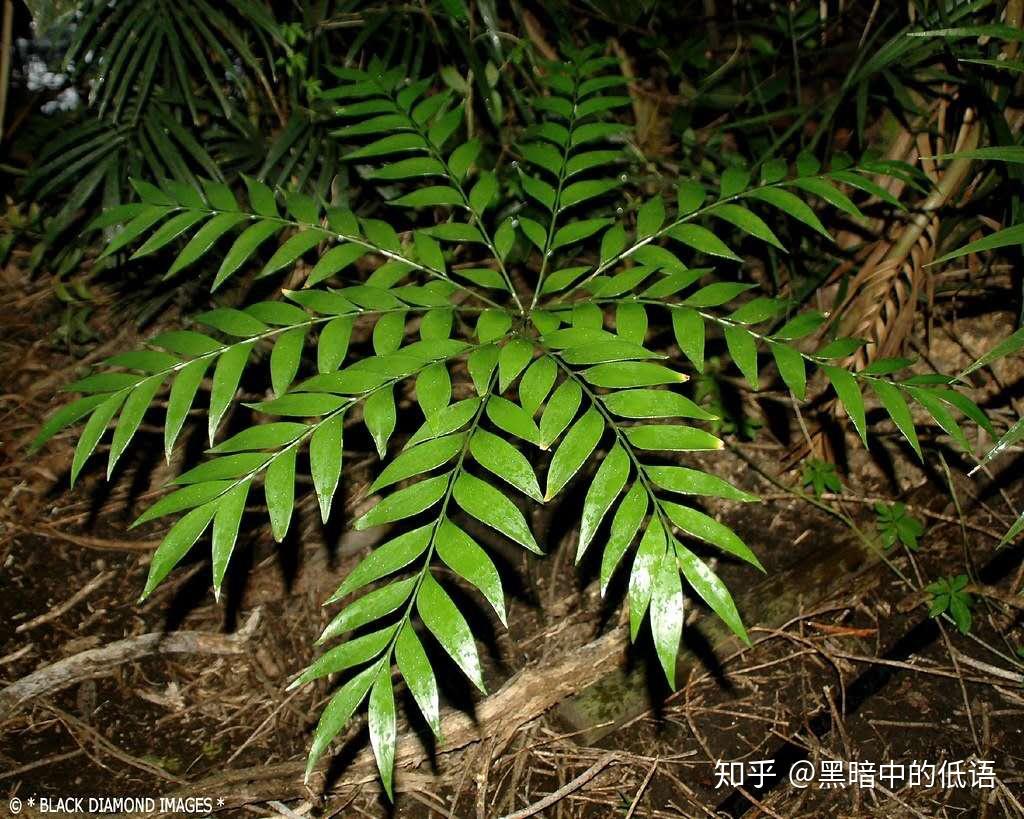 波温铁boweniaspectabilis