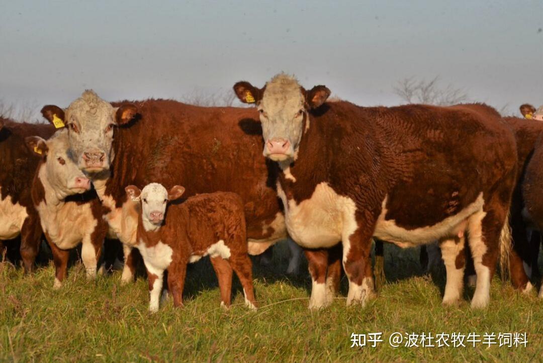 本次肉牛短缺的主要原因是阿根廷牲畜市场当前正面临困难,本地牧场主