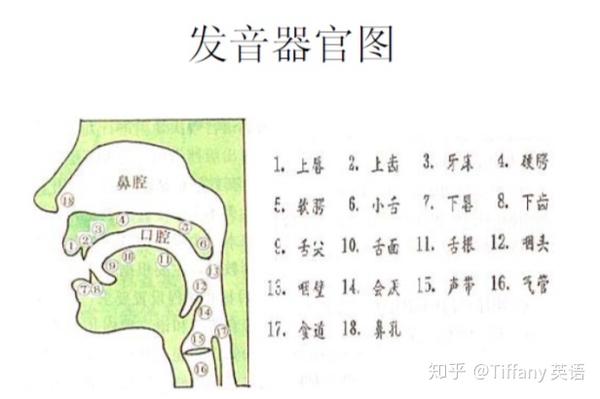 48个国际音标发音舌位图 - 知乎