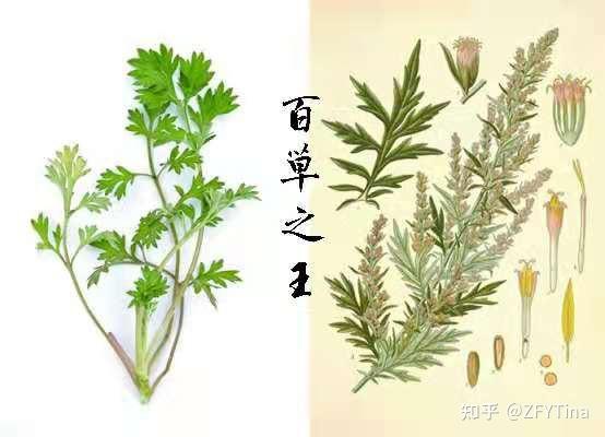 艾草叶 真艾叶和假艾叶图片 艾草的功效和作用