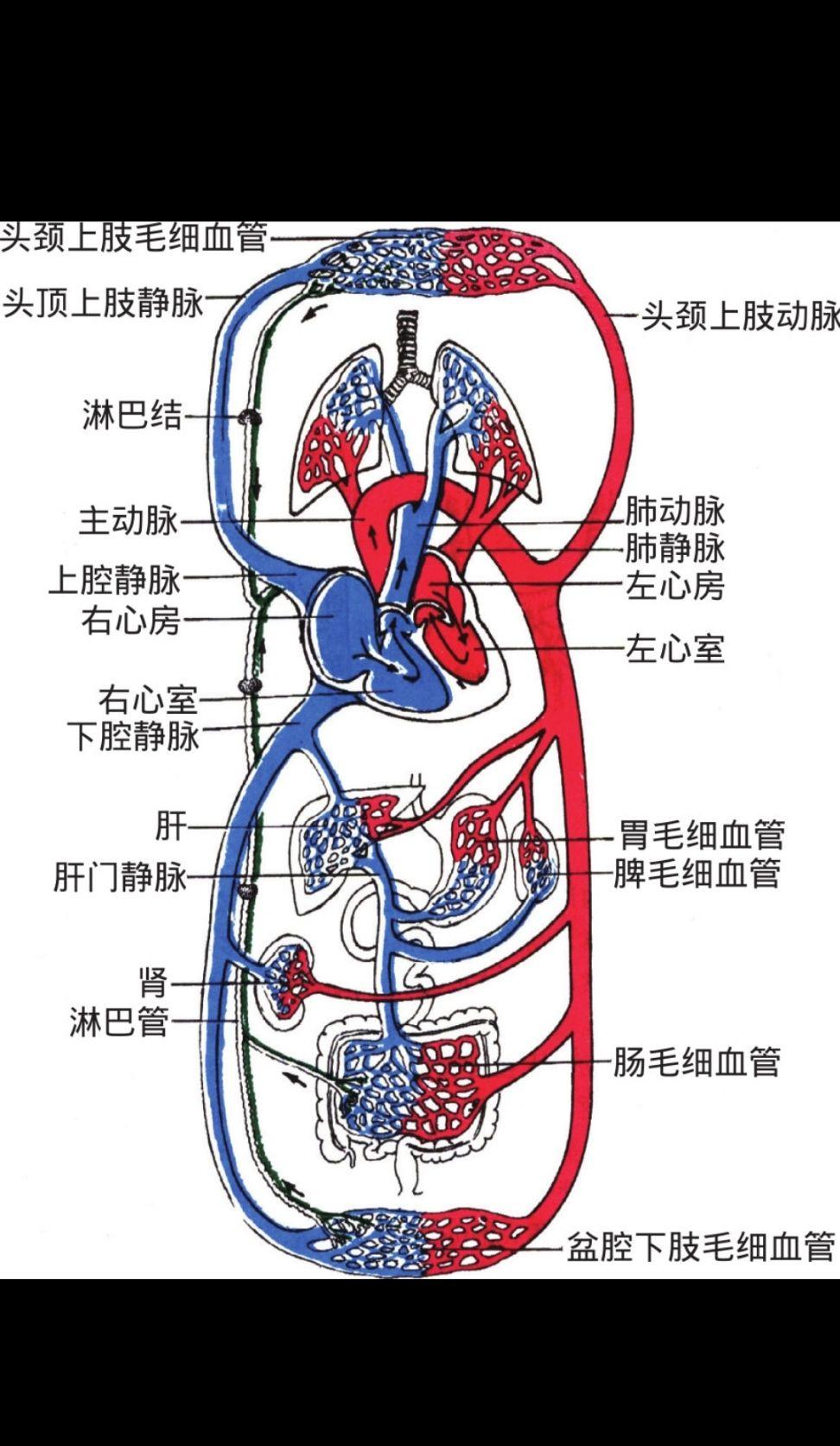 血液是血循环系统的气,血气人在国家中的流动人是国家的气,人气