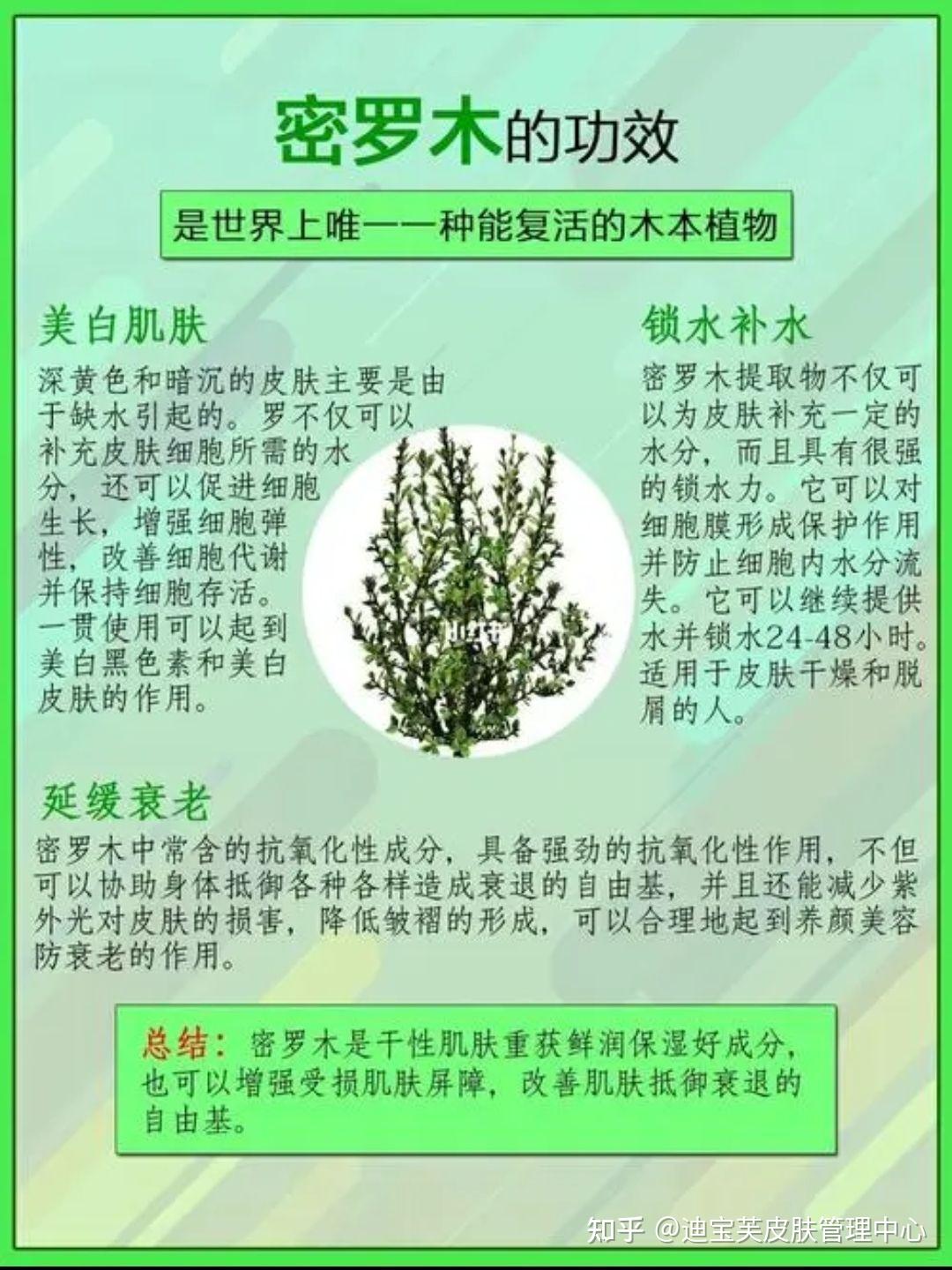 密罗木叶茎提取物是纯植物萃取纯天然配方,含有抗氧化成分,促进皮肤