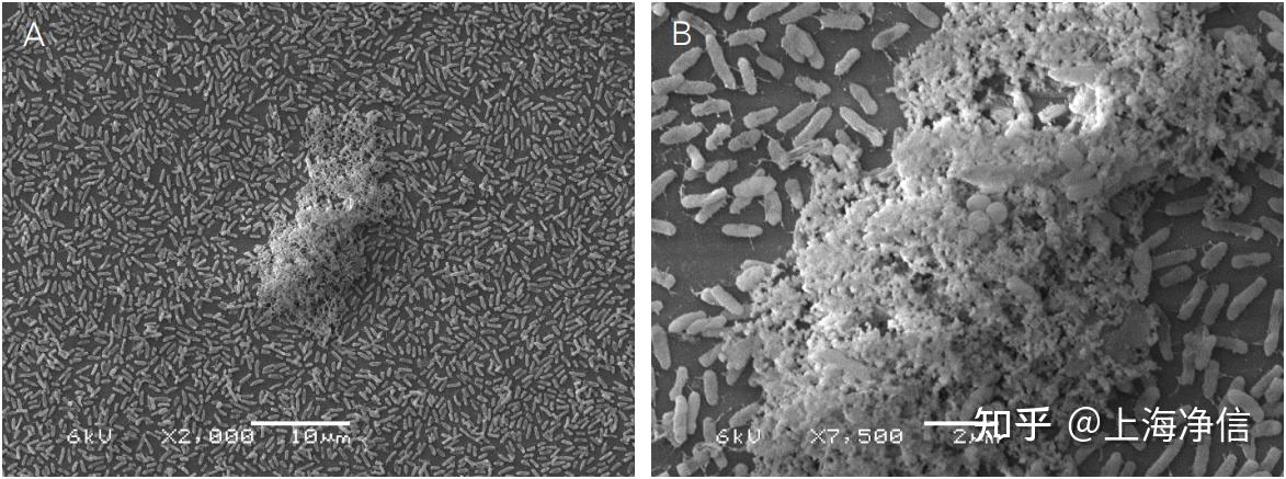 可视化的细菌生物膜和扫描电镜SEM样品制作实验步骤 - 知乎