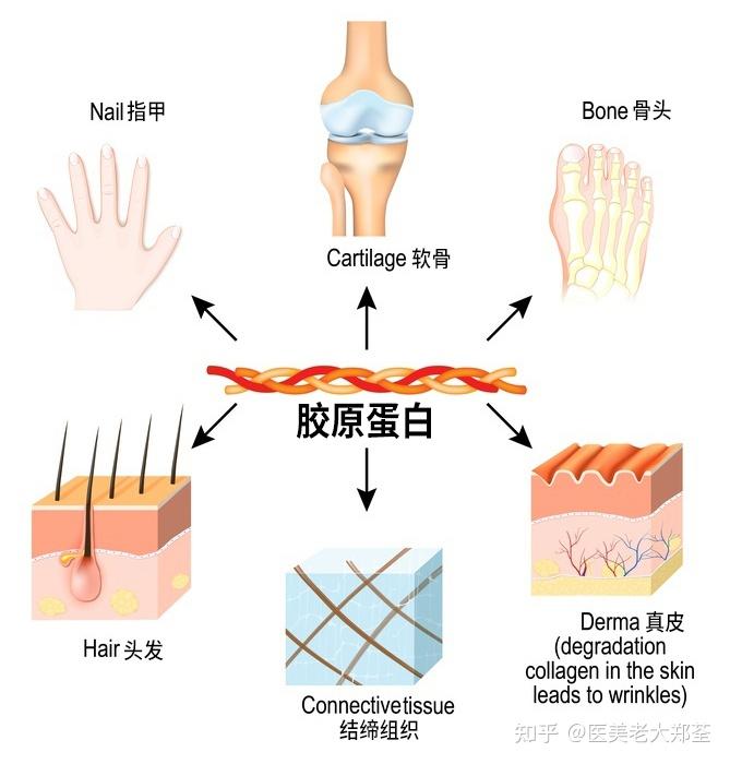 滿臉膠原蛋白的甜心教主肌膚緊緻又減齡看這裡一篇帶你全面瞭解膠原