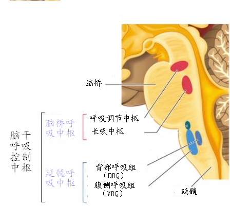 生理35呼吸之律呼吸节律起源的关键中枢部位的研究
