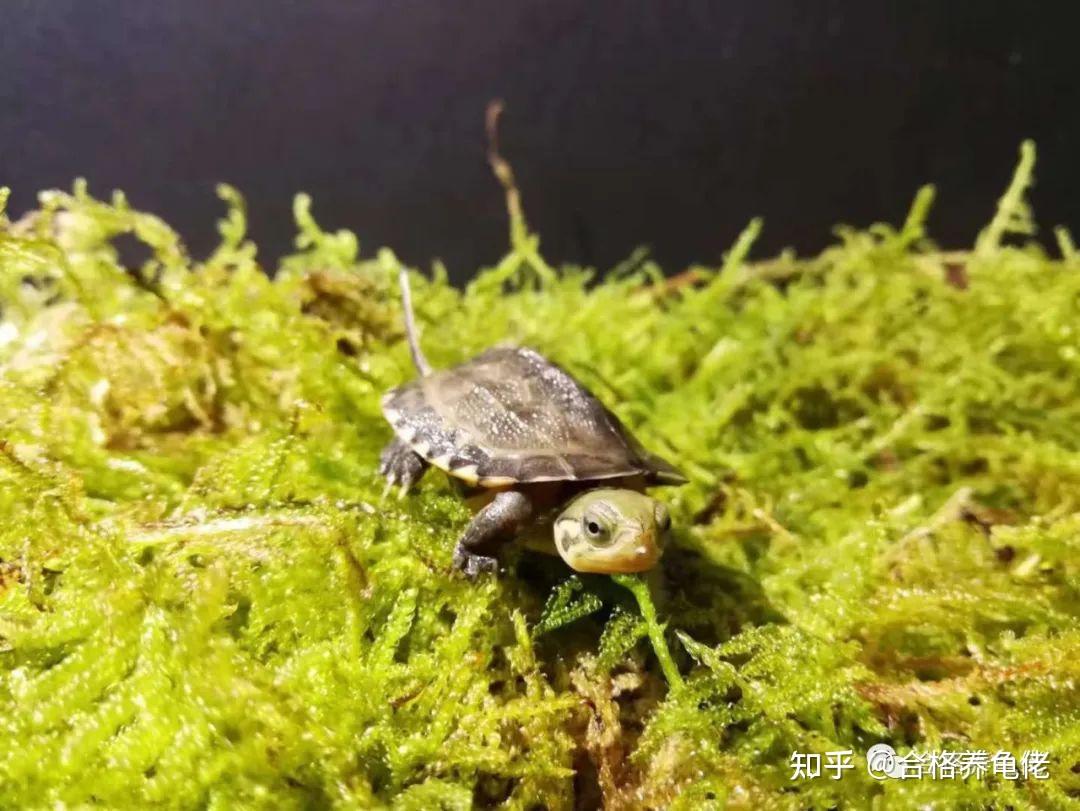 安南龟苗纯种水龟满头线龟宠物龟活物长寿龟黄喉似水龟人工种群的-淘宝网