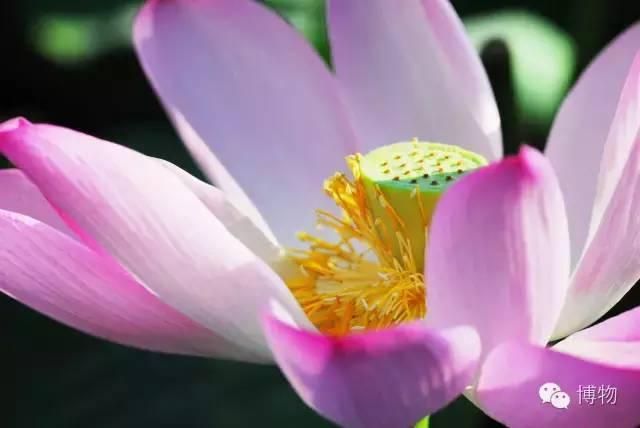 我是一朵小白莲出淤泥而不染