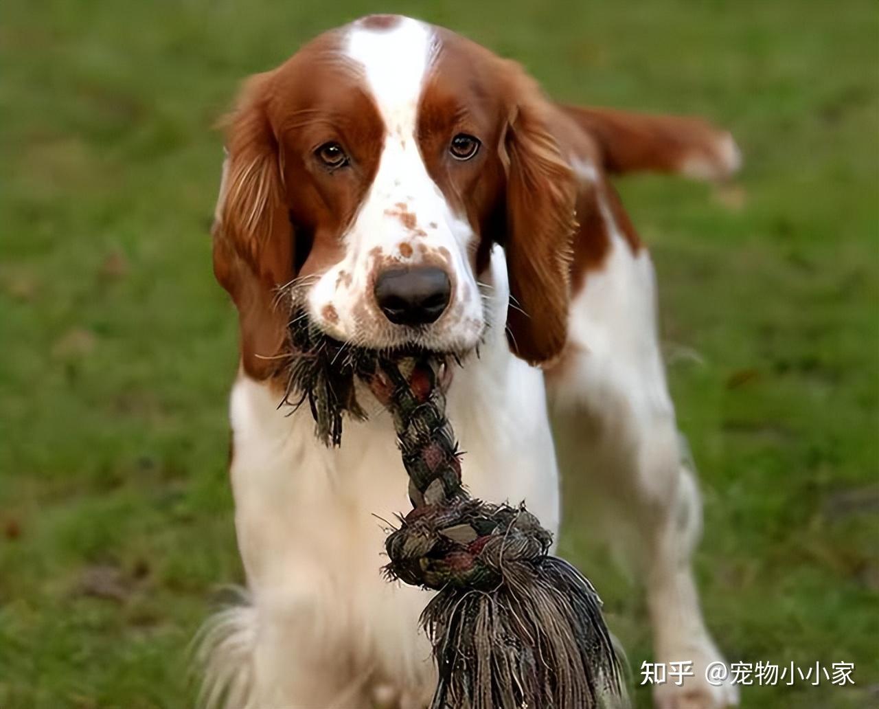 为什么想养“史宾格犬”的人多?养过的都懂,太好养了! - 知乎