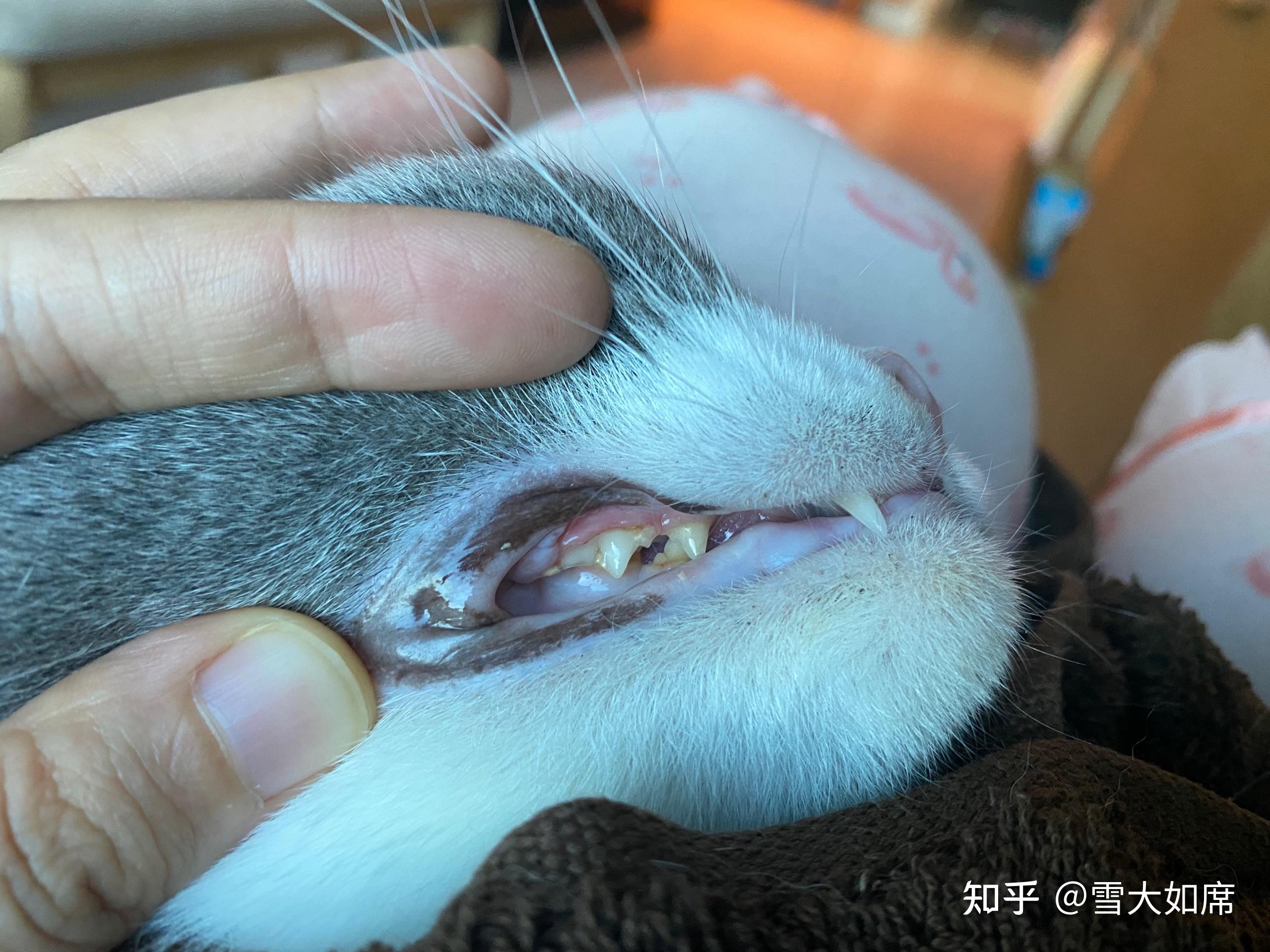 徒手抠猫咪牙结石