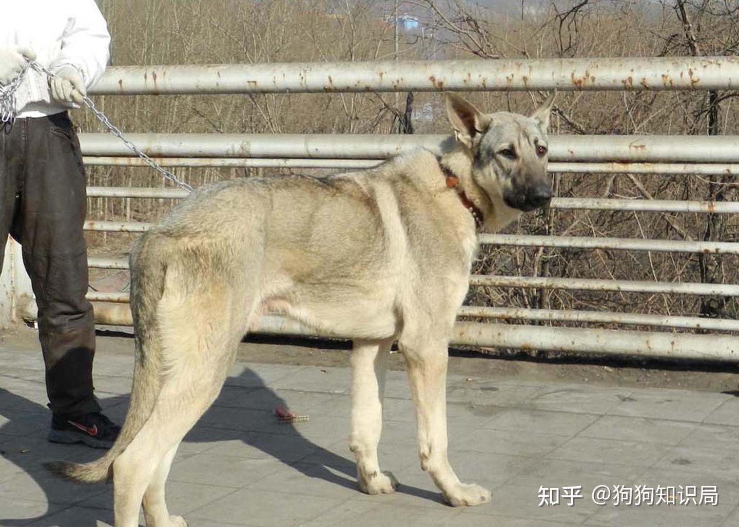 “狼青犬”:被忽略的本土狗狗,其实很优秀 - 知乎