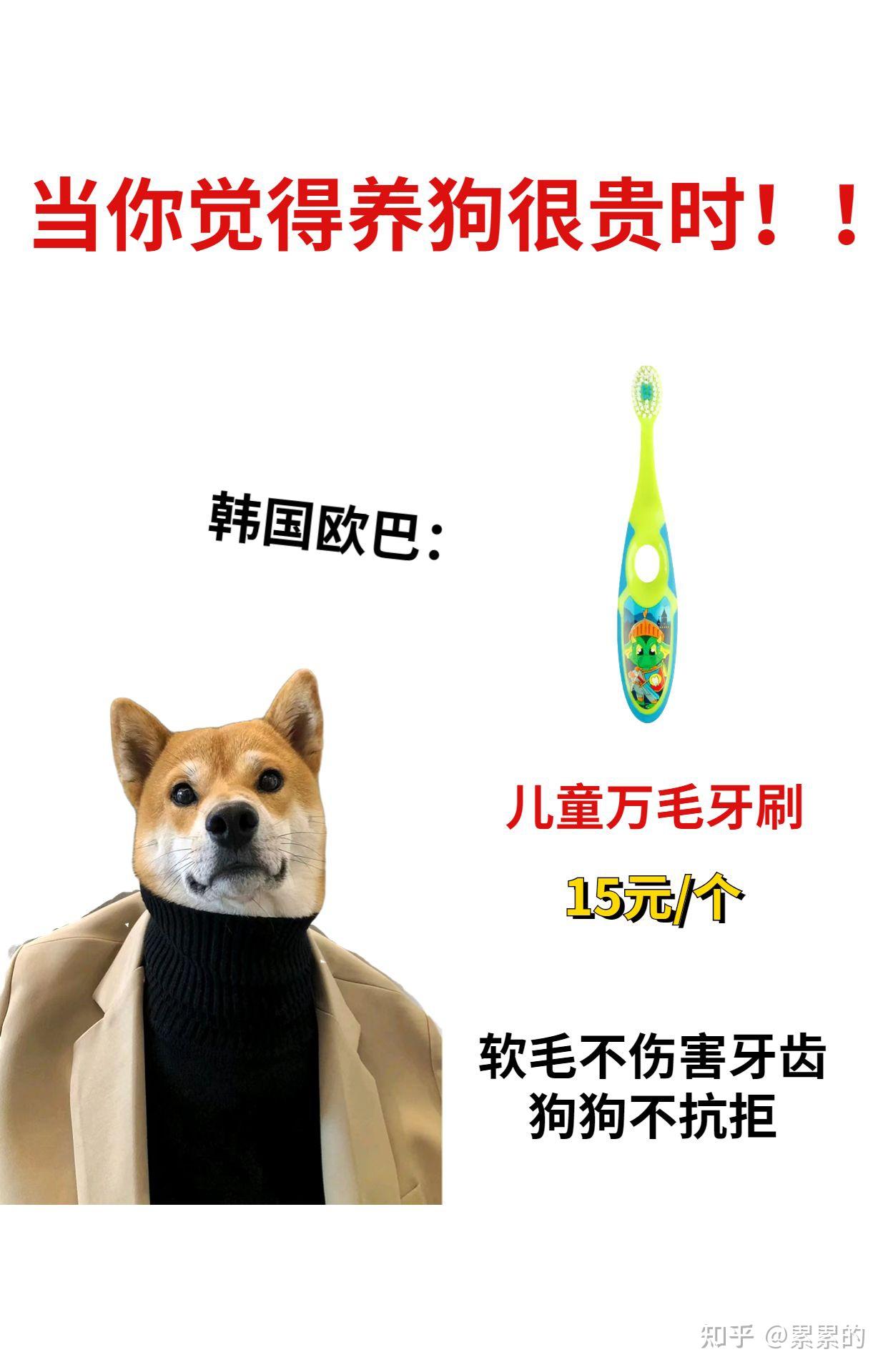 教你养出一个帅气狗狗 - 知乎