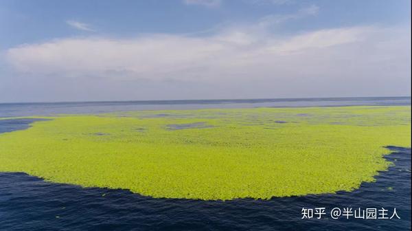 5 12食盐抢购 青岛浒苔 黄海沿岸流及海洋锋 黄海沿岸流流向 太阳网络
