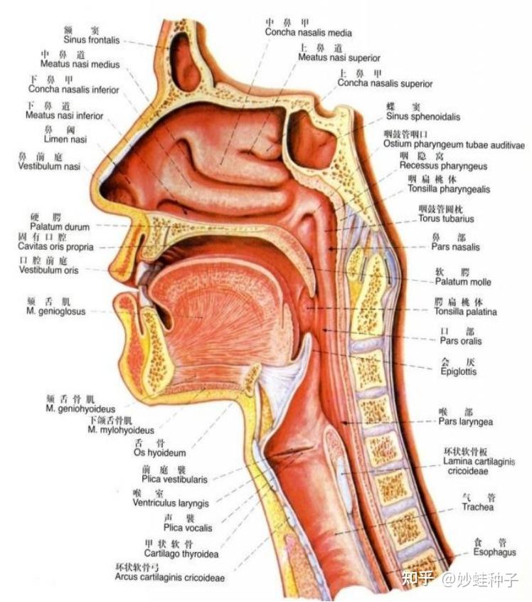 喉咙分解图高清图图片