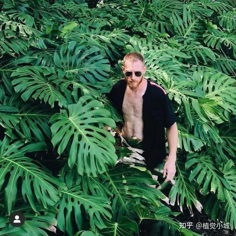 100种观叶植物 | No.5 龟背竹养护攻略 - 知乎