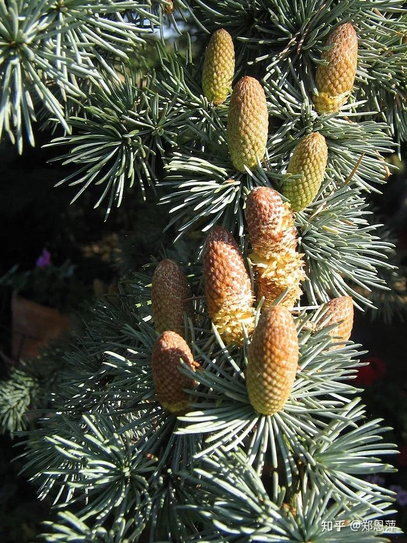 successful treatment for alopecia areata.