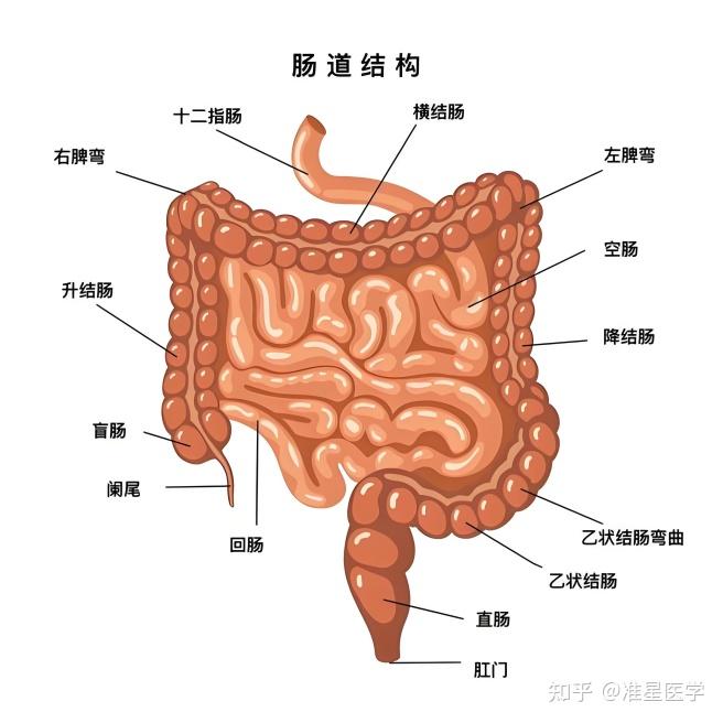 横结肠的作用图片