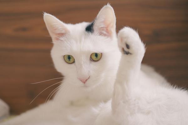 有哪些多肉植物含毒素之类的对猫咪不好吗 知乎