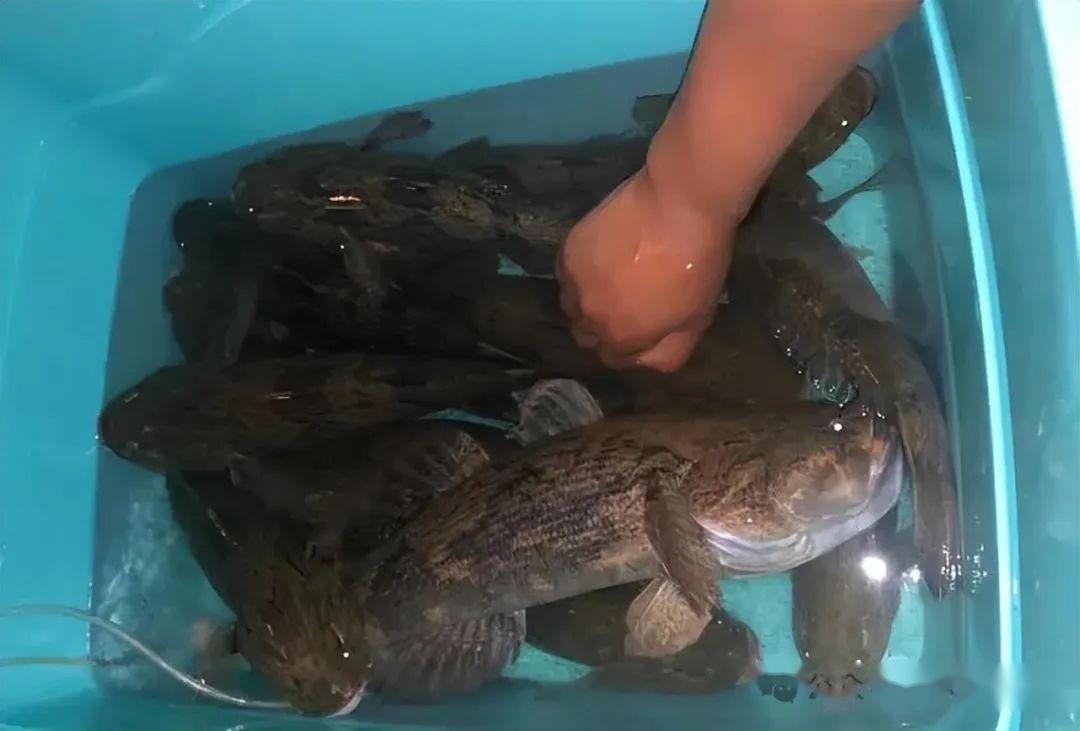 一夜暴富云南水库惊现大量笋壳鱼男子夜钓爆连不断