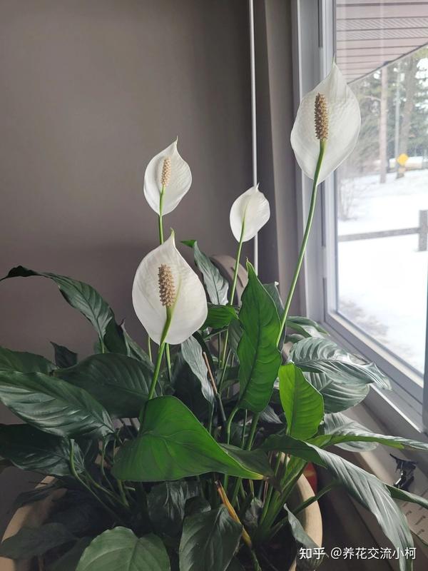 室内养花不可少的8种开花植物,附详细养护小技巧 - 知乎