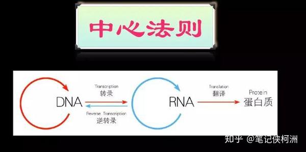 一个细胞 是如何变成一个人的 知乎