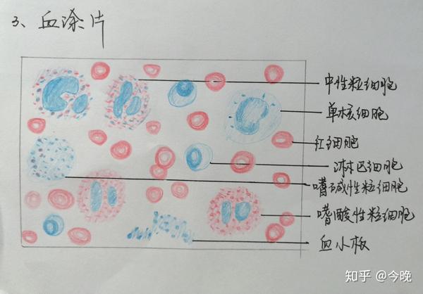 浆细胞的红蓝铅笔图图片