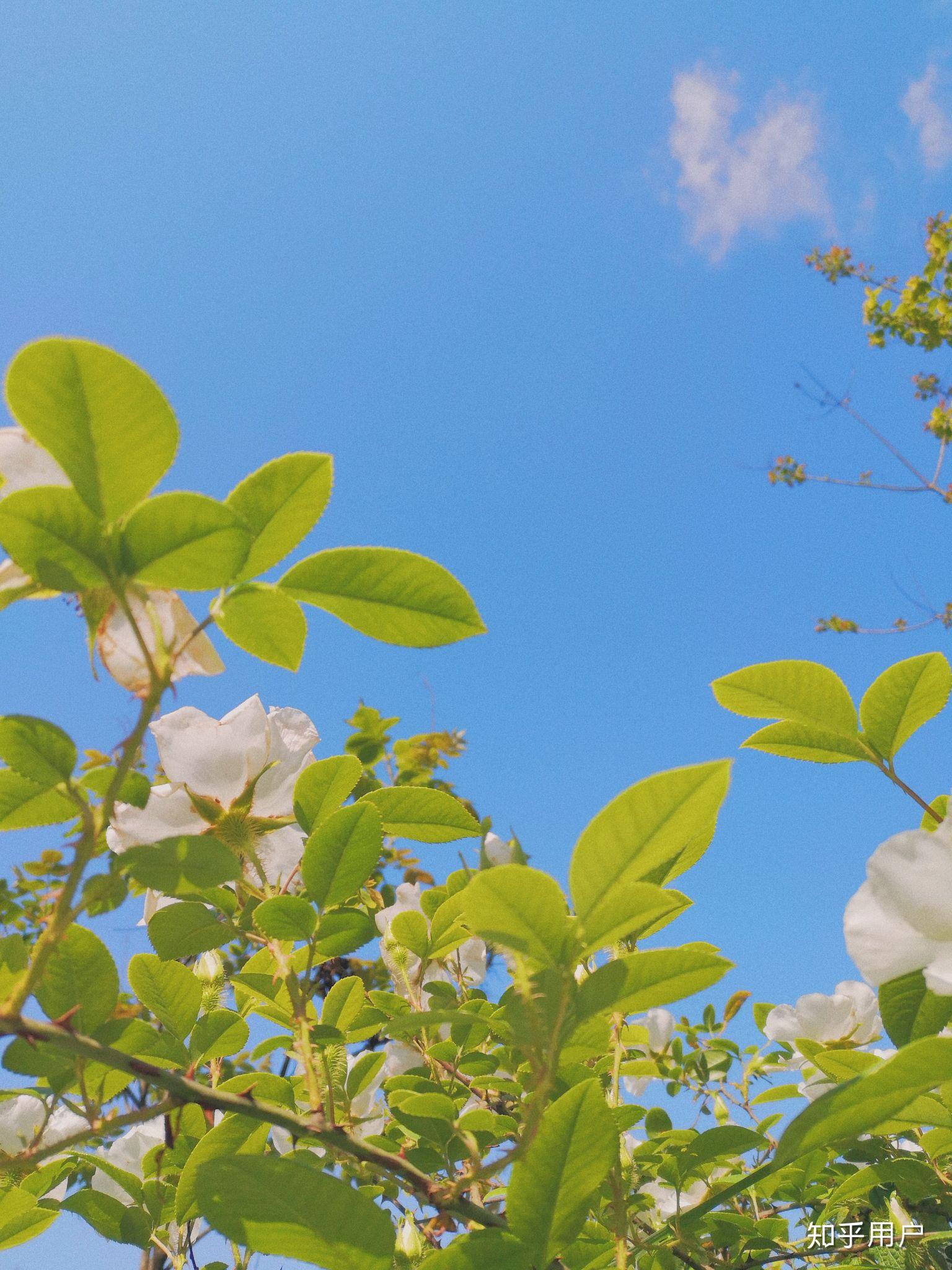 这个春天你有什么拍的很美很有意境的照片呢陌生人可以分享嘛